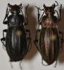 Carabus cancellatus